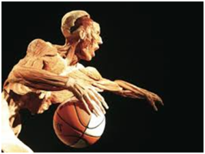 Body worlds